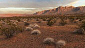 Desert scene with some bushes and plants in the foreground. Mountain in the background. Evening light