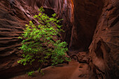 Small green tree stands in narrow canyon with red rock walls.