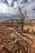 Dead small tree with exposed roots stands on red earth in front of mountains. Small plant in front of it.
