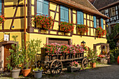 Fachwerkhaus mit Blumenschmuck und Karren mit Weinfässern in Eguisheim, Elsass, Frankreich \n