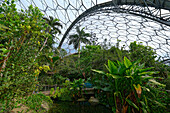 Großbritannien, England, Grafschaft Cornwall, Eden Project, Botanischer Garten, Tropische Pflanzen im Gewächshaus