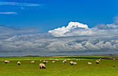 Großbritannien, Wales, Pembrokeshire, grüne Schafweide mit Wolkenhimmel