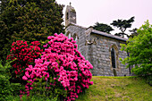 Großbritannien, Westwales, Harlech, blühender Rhododendron vor St Tanwg's Church