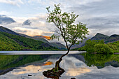 Great Britain, North Wales, Snowdonia, &quot;the lone tree&quot; at lake Llyn Padarn near Llanberis