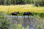 Elche beim Fressen im Lake San Cristobal in der Nähe von Lake City Colorado im September, USA