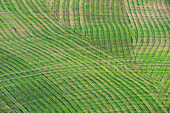 Spuren auf einer Anbaufläche, Crete Senesi, Provinz Siena, Toskana, Italien, Europa