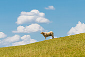 Schaf auf dem Deich, Kollmar, Schleswig-Holstein, Deutschland