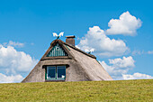 Thatched roof house behind the dike, Kollmar, Schleswig-Holstein, Germany