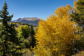 Goldene Espen in Dillon, Colorado, USA