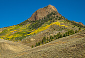 Goldene Espen an der Seite eines Berges in Colorado, USA