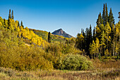 Golden Aspens in Colorado High Country