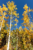 Herbstlaub in der Nähe der Fish Creek Falls in Steamboat Springs, Colorado, USA