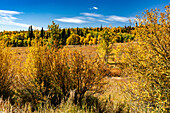 Herbstlaub in Hinton Gulch im Yampa River Valley im Routt County, Colorado, USA