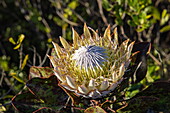 Königsprotea (Protea cynaroides), Nationalblume Südafrikas, Grootbos Private Nature Reserve, Westkap, Südafrika