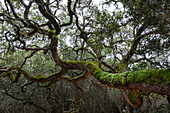 Weißer Milkwood-Baum (Sideroxylon Inerme) im Wald in der Nähe von Forest Lodge, Grootbos Private Nature Reserve, Westkap, Südafrika