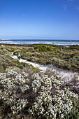 Man rides fat tire bicycle on sandy path past flowering bushes along coast and beach in Walker Bay Nature Reserve, Gansbaai De Kelders, Western Cape, South Africa