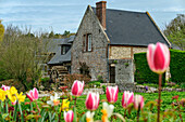Tulpen vor alter Mühle am Bach Veules, Veules-les-Roses, GR 21, Côte d'Albatre, Alabasterküste, Atlantikküste, Normandie, Frankreich