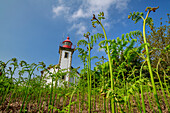 Phare du Kador lighthouse with fresh fern in the foreground, Morgat, GR 34, Zöllnerweg, Sentier Côtier, Crozon peninsula, Atlantic coast, Brittany, France