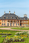 Blumen vor dem Wasserpalais im Schlosspark Pillnitz im Frühling, Dresden, Sachsen, Deutschland