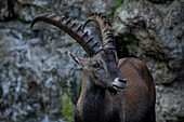Capricorn (Capra ibex), male