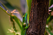 Madagascar day gecko (Phelsuma madagascariensis), Hellbrunn Zoo, Salzburg, Austria