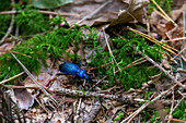 Dark blue ground beetle (Carabus intricatus) in a natural mixed forest