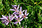 blooming autumn crocus (Colchicum autumnale) in a meadow near Maising in Upper Bavaria in Bavaria in Germany