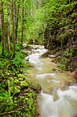 Mountain stream flows through the forest, Aschauer Klamm, Route of the Gorges, Berchtesgaden Alps, Berchtesgaden, Upper Bavaria, Bavaria, Germany