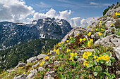 Gelb blühende Aurikel mit Reiter Alm im Hintergrund, Großer Bruder, Reiteralm, Berchtesgadener Alpen, Salzburg, Österreich