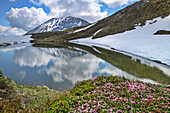 Mountain lake Roarnlacke with pink blooming chamois in the foreground, Riedingtal, Lungau, Niedere Tauern, Salzburg, Austria