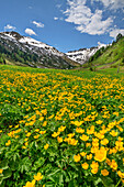 Gelb blühende Sumpfdotterblumen mit Niederen Tauern im Hintergrund, Riedingtal, Lungau, Niedere Tauern, Salzburg, Österreich