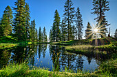 Mountain lake with cotton grass in the forest, Wildschönauer Höhenweg, Wildschönau, Kitzbühel Alps, Tyrol, Austria