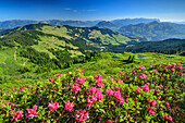 Pink blooming alpine roses with Kaiser Mountains and Kitzbühel Alps, Feldalphorn, Wildschönauer Höhenweg, Wildschönau, Kitzbühel Alps, Tyrol, Austria