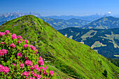 Pink blühende Alpenrosen mit Feldalphorn, Wildschönauer Höhenweg, Wildschönau, Kitzbüheler Alpen, Tirol, Österreich 