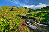 Stream Salzach flows through blooming Alpine rose fields, Salzachquelle, Kitzbühel Alps, Tyrol, Austria