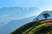 Wiesenhang mit Protea und Champagne Castle im Hintergrund, Van Heyningenspass, Injasuthi, Drakensberge, Kwa Zulu Natal, UNESCO Welterbe Maloti-Drakensberg, Südafrika
