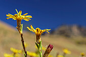Gelb blühende Strohblumen mit Drakensbergen unscharf im Hintergrund, Injasuthi, Drakensberge, Kwa Zulu Natal, UNESCO Welterbe Maloti-Drakensberg, Südafrika