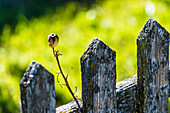 Dried flower, weathered wooden fence, South Tyrol, Alto Adige, Italy