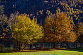 Bäume und Sitzbänke mit Touristen am Ufer vom Königssee, Nationalpark Berchtesgaden, Berchtesgadener Alpen, Oberbayern, Bayern, Deutschland