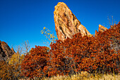 Autumn colors highlighted against the red rocks and blue sky in Roxborough State Park in Colorado