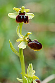 Kleine Spinnenragwurz, Ophrys araneola