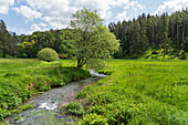 Die Wiesent im Paradiestal, Fränkische Schweiz, Gemeinde Stadelhofen, Landkreis Bamberg, Oberfranken, Bayern, Deutschland