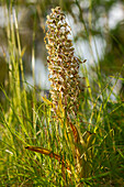 Bock's-bellied tongue or Bocksorchis, Himantoglossum hircinum