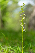 Greenish forest hyacinth, Platanthera chlorantha