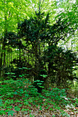 Eiben, Taxus baccata, im Ibengarten bei Glattbach, Biosphärenreservat Rhön, Gemeinde Dermbach, Wartburgkreis, Thüringen, Deutschland