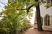 prächtiger Baum vor Schlosskirche, Schlossberg, Chemnitz, Sachsen, Deutschland, Europa