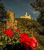 View from the rose garden in Braubach to the Marksburg, Upper Middle Rhine Valley, Rhineland-Palatinate, Germany
