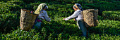 Tea pickers at work in the middle of a tea field. Picking requires great skill. That's probably why you find almost exclusively women in the tea gardens, Darjeeling, West Bengal, India
