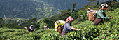Teepflückerinnen am Hang. Nur die zwei jüngsten Triebspitzen und die Knospe kommen in den Korb, etwa 15000 für 1 kg Tee, Darjeeling, West-Bengalen