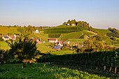 Vineyards in Rechntal, Oberkirch, Renchtal, Baden-Württemberg, Germany